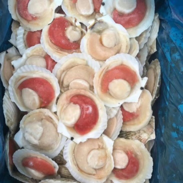 半壳扇贝，原料，非合成