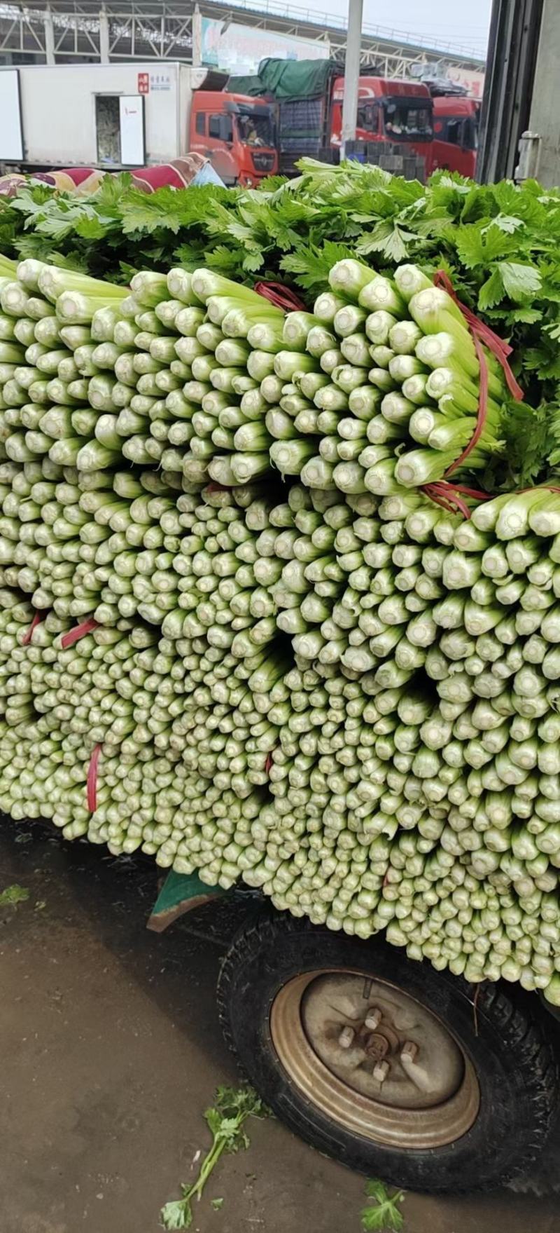 本地精品皇妃芹菜，货源充足，质量保证，根白叶大，色泽翠绿