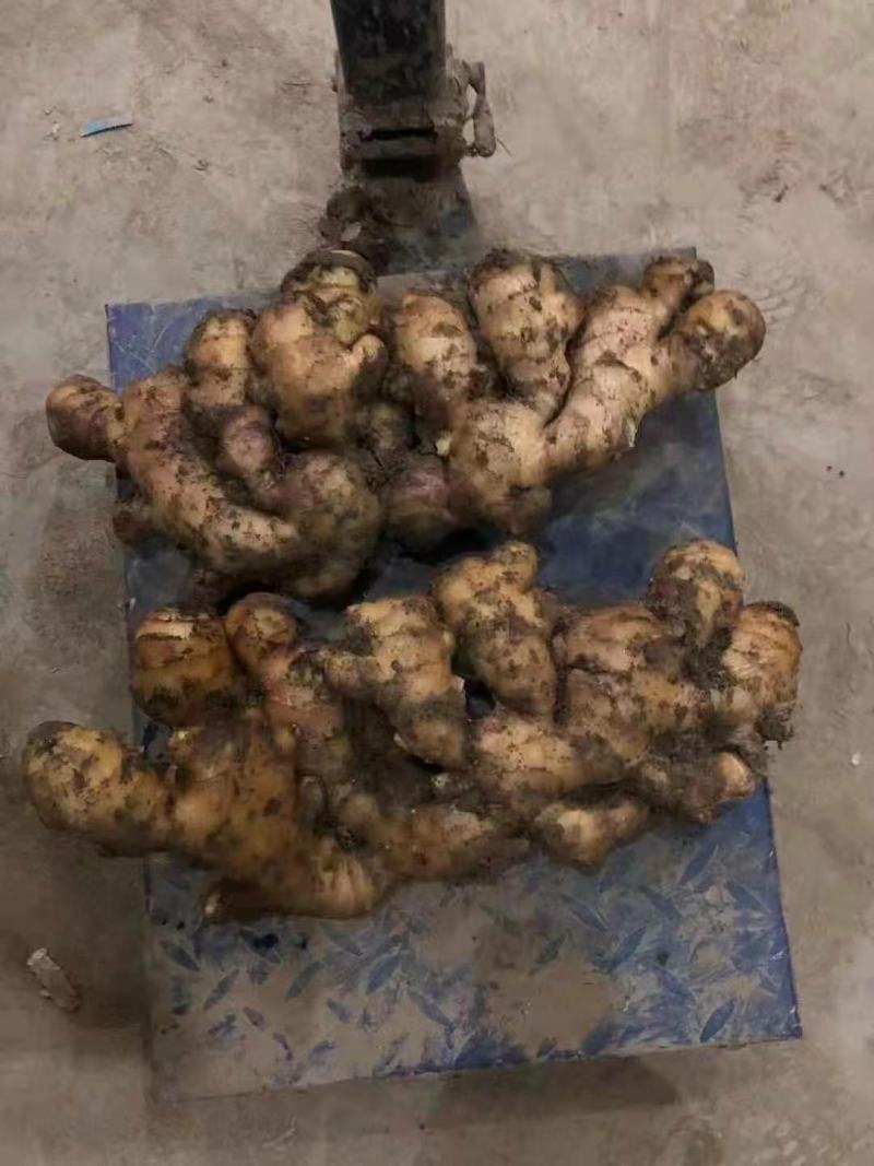 姜种基地直发货源充足产量高品质好欢迎实地看货全国发货
