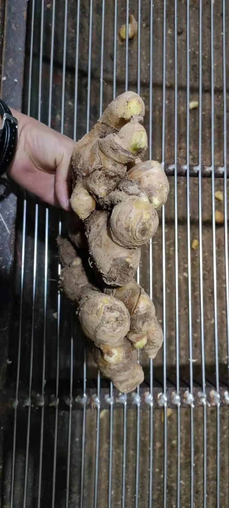 姜种基地直发货源充足产量高品质好欢迎实地看货全国发货