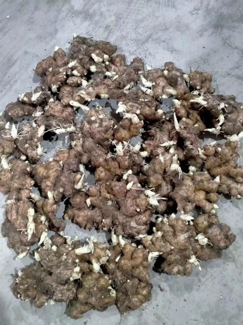 姜种基地直发货源充足产量高品质好欢迎实地看货全国发货