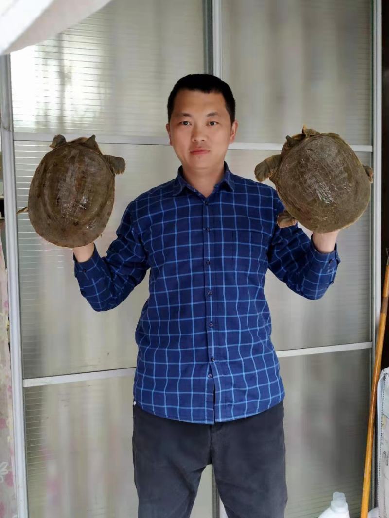 常年供应各种生态外塘黑花甲鱼团鱼批发零售