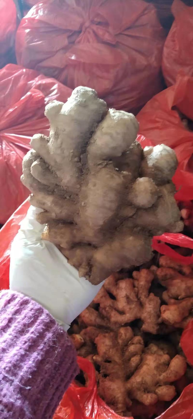 山东优质小黄姜支持一件代发，烂坏包陪，支持全国发货