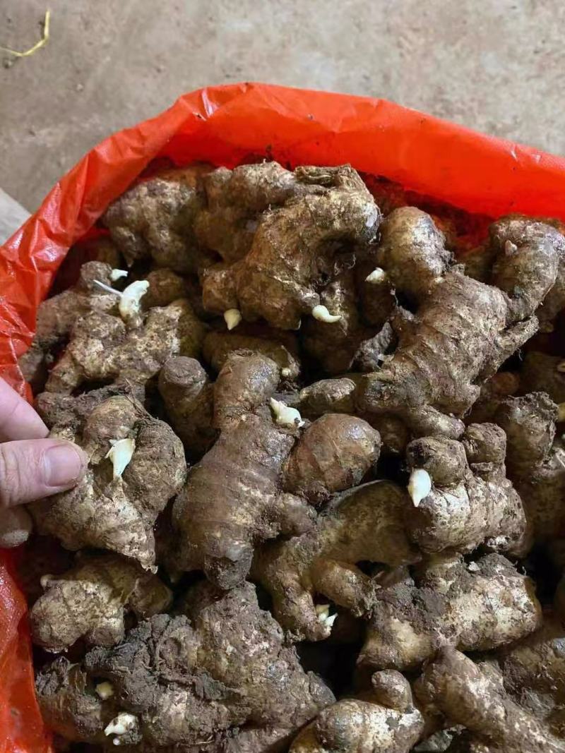 【江西】大小黄姜姜种基地直发诚信经营全国发货保证品质