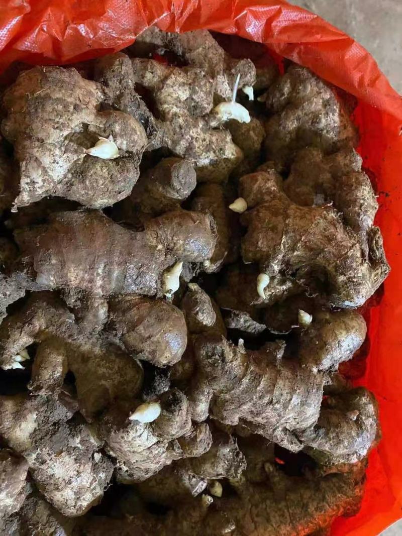 【江西】大小黄姜姜种基地直发诚信经营全国发货保证品质