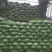 甘蓝，莲花白，寒将军自家种植大量上市，个头2到3斤以上。