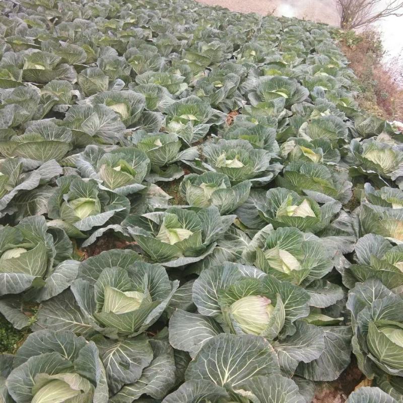 甘蓝，莲花白，寒将军自家种植大量上市，个头2到3斤以上。