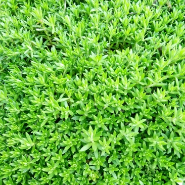 【包邮】全草类中药材垂盆草