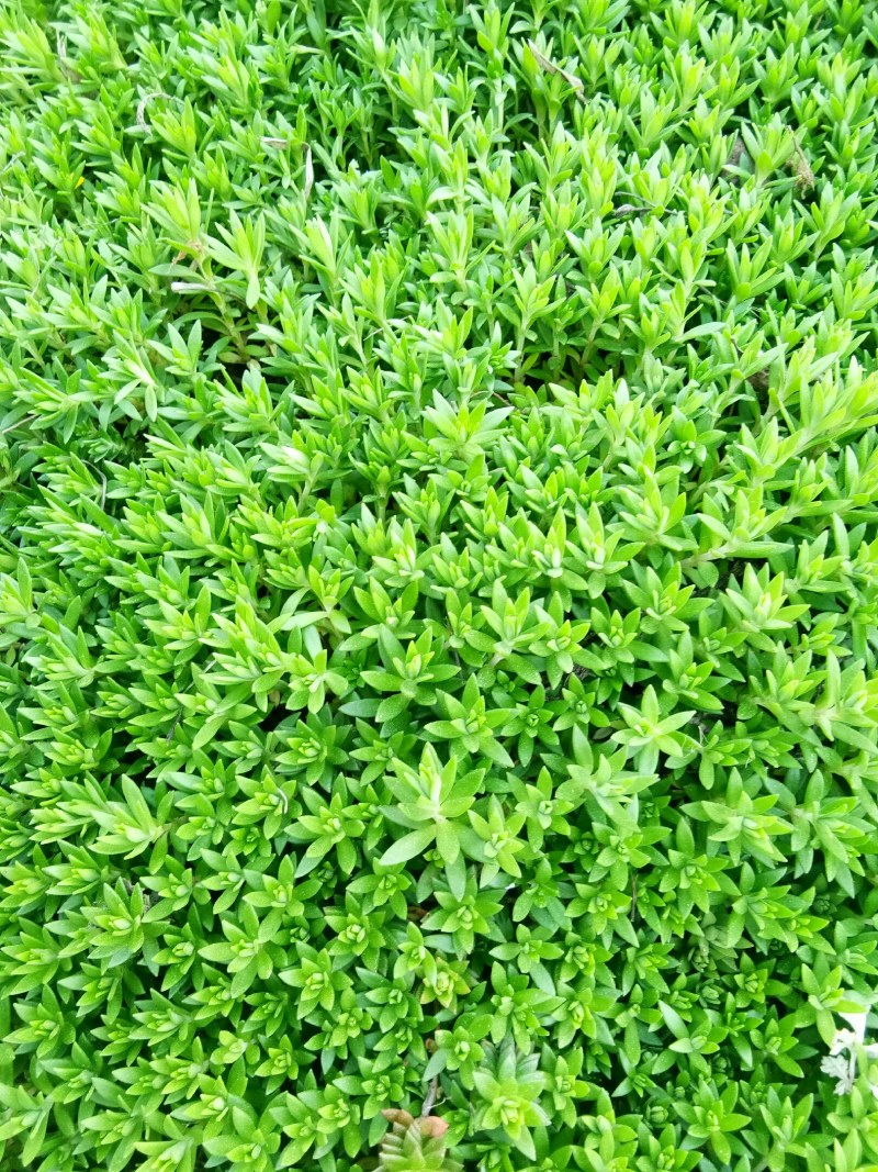 【包邮】全草类中药材垂盆草