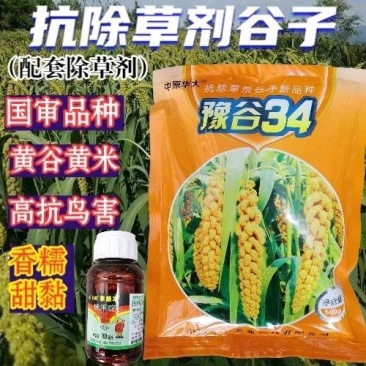 豫谷34谷子种豫谷33豫谷35谷子种小米