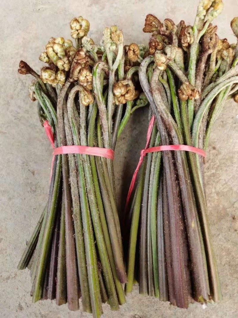 野生新鲜蕨菜。大量批发。