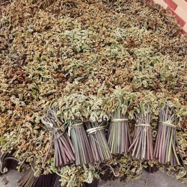 野生新鲜蕨菜。大量批发。