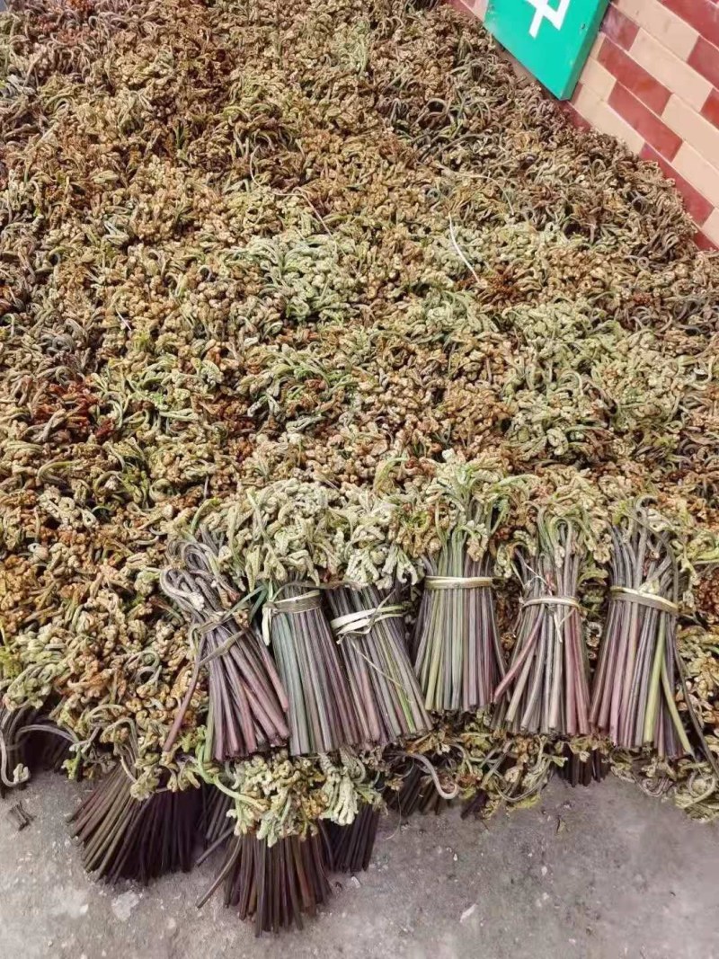 野生新鲜蕨菜。大量批发。