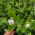 漳州市绿化苗木茉莉花