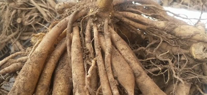 甘肃省定西市临洮县品种大丽花出售