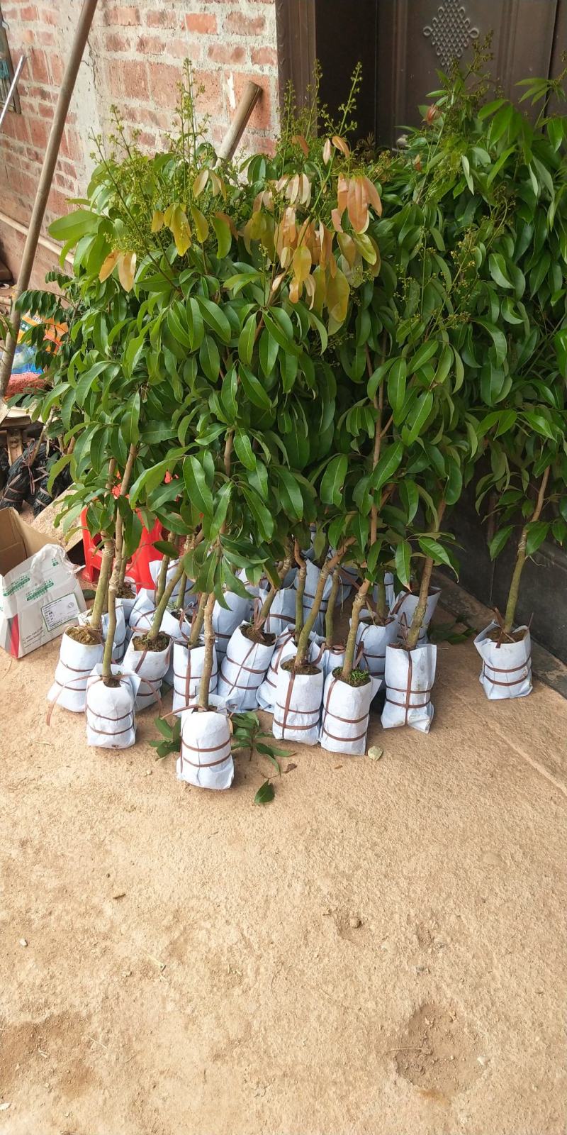 荔枝树苗仙进奉荔枝观音绿荔枝挂绿冰荔正宗嫁接新品种盆地栽