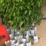 荔枝树苗仙进奉荔枝观音绿荔枝挂绿冰荔正宗嫁接新品种盆地栽