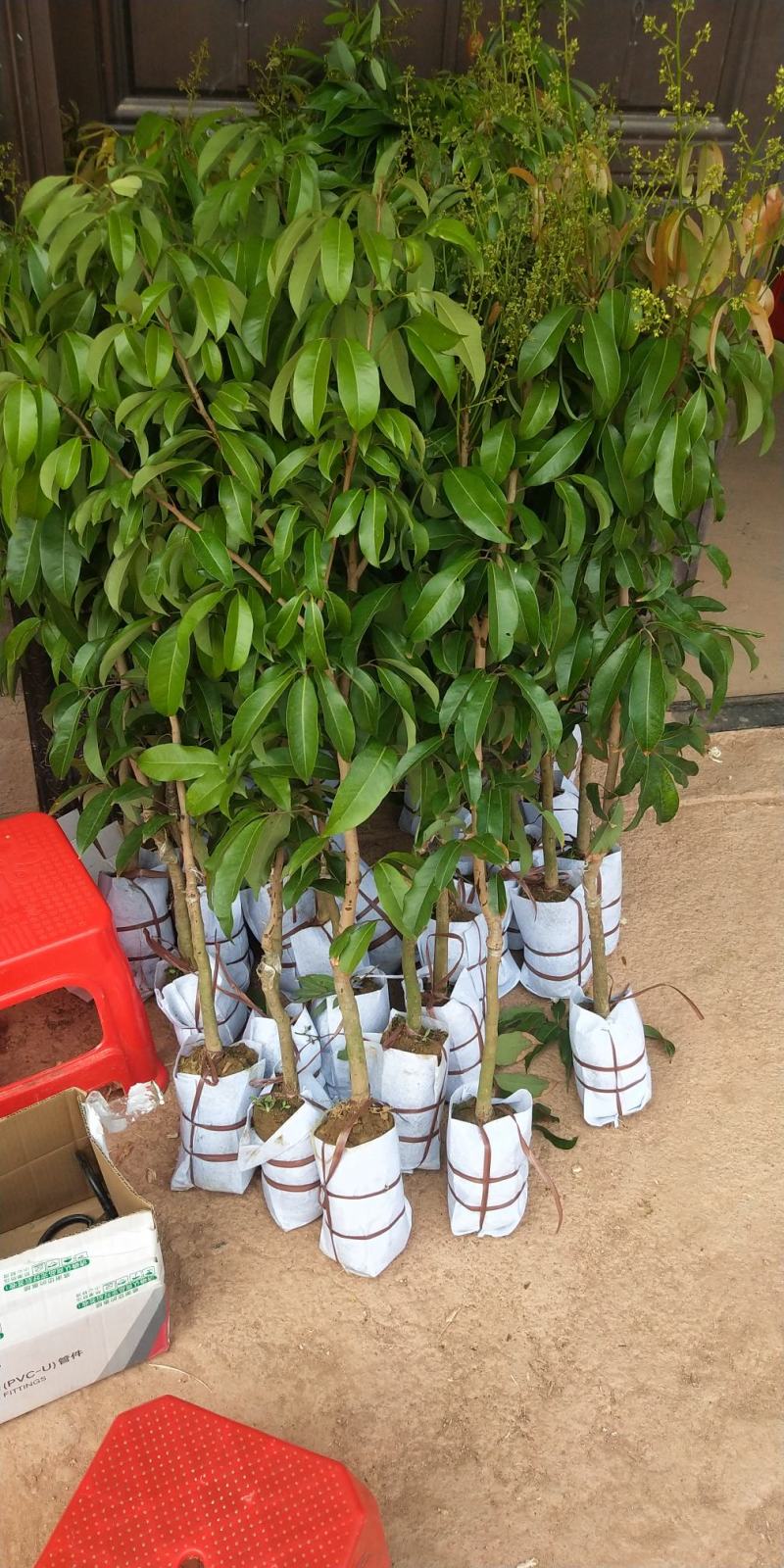 荔枝树苗仙进奉荔枝观音绿荔枝挂绿冰荔正宗嫁接新品种盆地栽