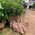 荔枝树苗仙进奉荔枝观音绿荔枝挂绿冰荔正宗嫁接新品种盆地栽