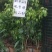 荔枝树苗仙进奉荔枝观音绿荔枝挂绿冰荔正宗嫁接新品种盆地栽
