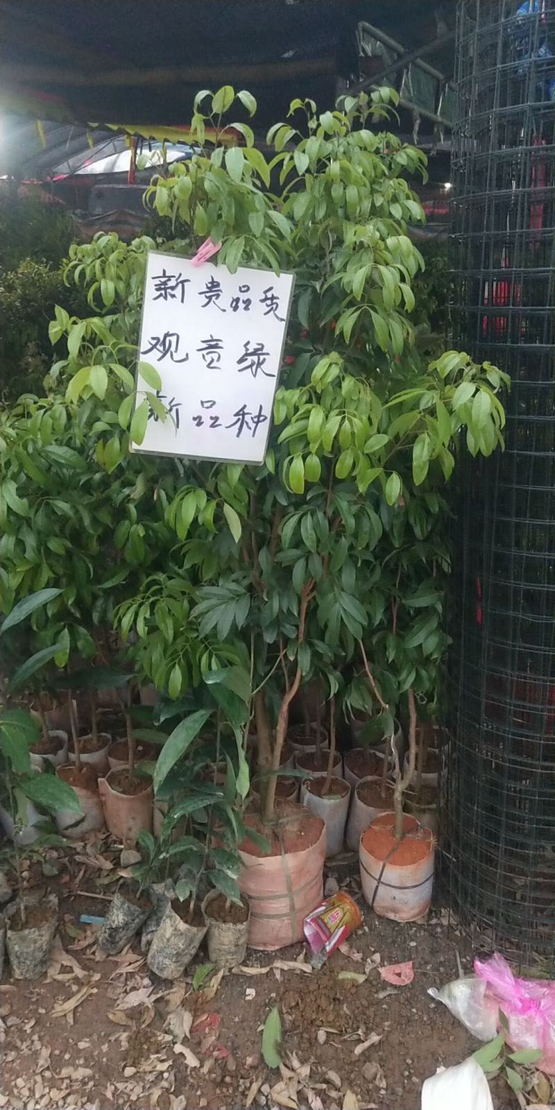 荔枝树苗仙进奉荔枝观音绿荔枝挂绿冰荔正宗嫁接新品种盆地栽