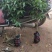 荔枝树苗仙进奉荔枝观音绿荔枝挂绿冰荔正宗嫁接新品种盆地栽