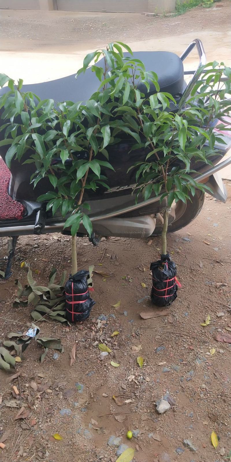 荔枝树苗仙进奉荔枝观音绿荔枝挂绿冰荔正宗嫁接新品种盆地栽