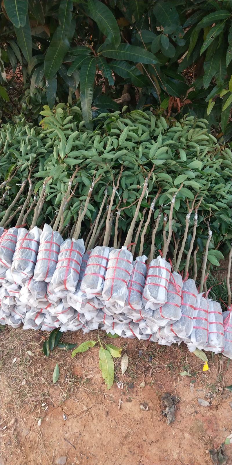 荔枝树苗仙进奉荔枝观音绿荔枝挂绿冰荔正宗嫁接新品种盆地栽