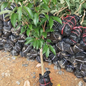 荔枝树苗仙进奉荔枝观音绿荔枝挂绿冰荔正宗嫁接新品种盆地栽