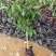荔枝树苗仙进奉荔枝观音绿荔枝挂绿冰荔正宗嫁接新品种盆地栽