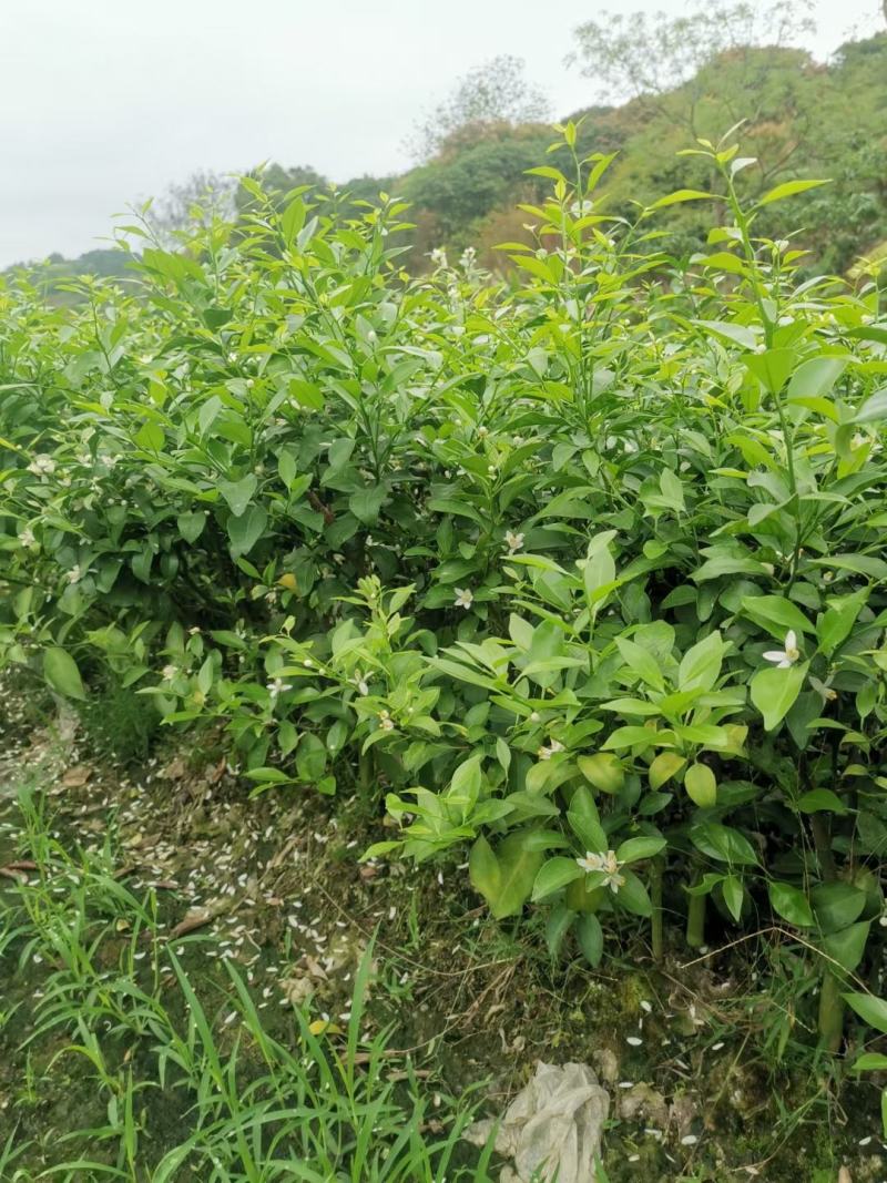 砂糖橘树苗丰产丰收皮薄无籽早熟砂糖橘杯苗
