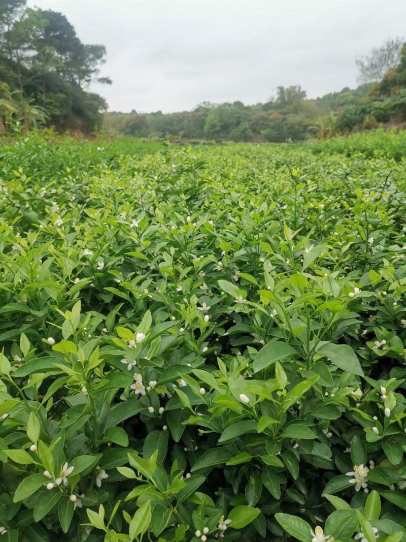 砂糖橘树苗丰产丰收皮薄无籽早熟砂糖橘杯苗
