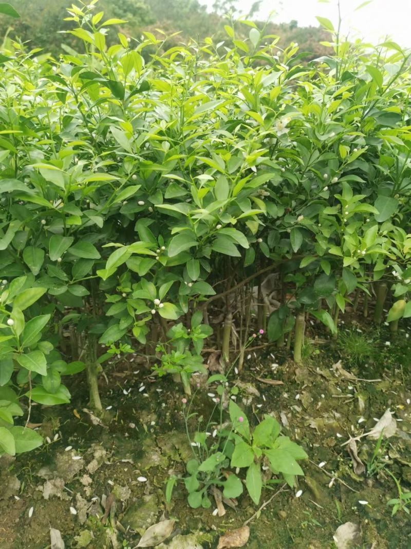 砂糖橘树苗丰产丰收皮薄无籽早熟砂糖橘杯苗