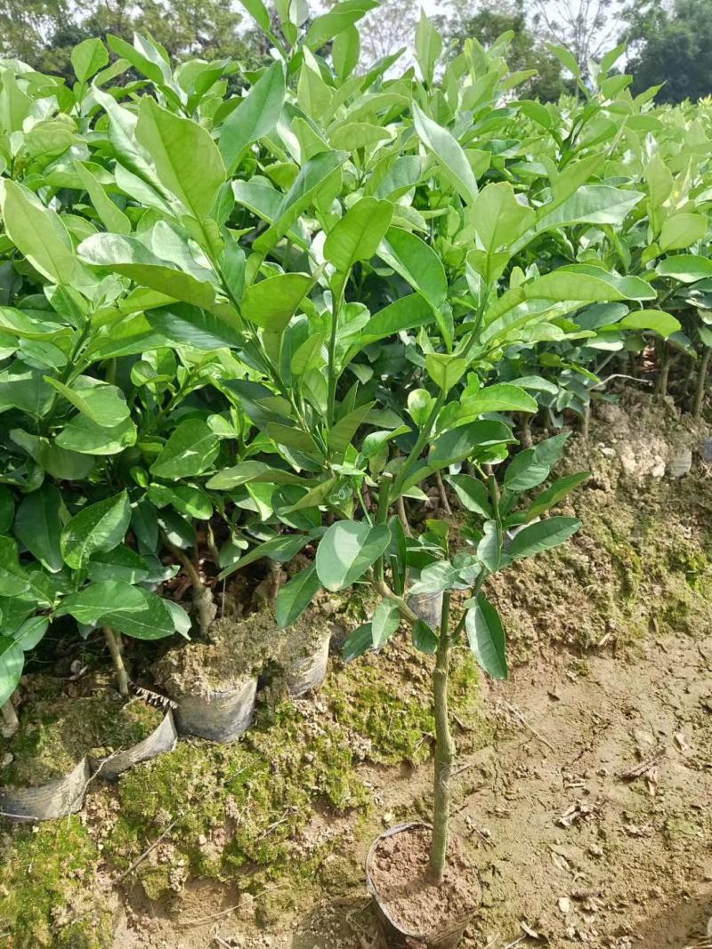 砂糖橘树苗丰产丰收皮薄无籽早熟砂糖橘杯苗