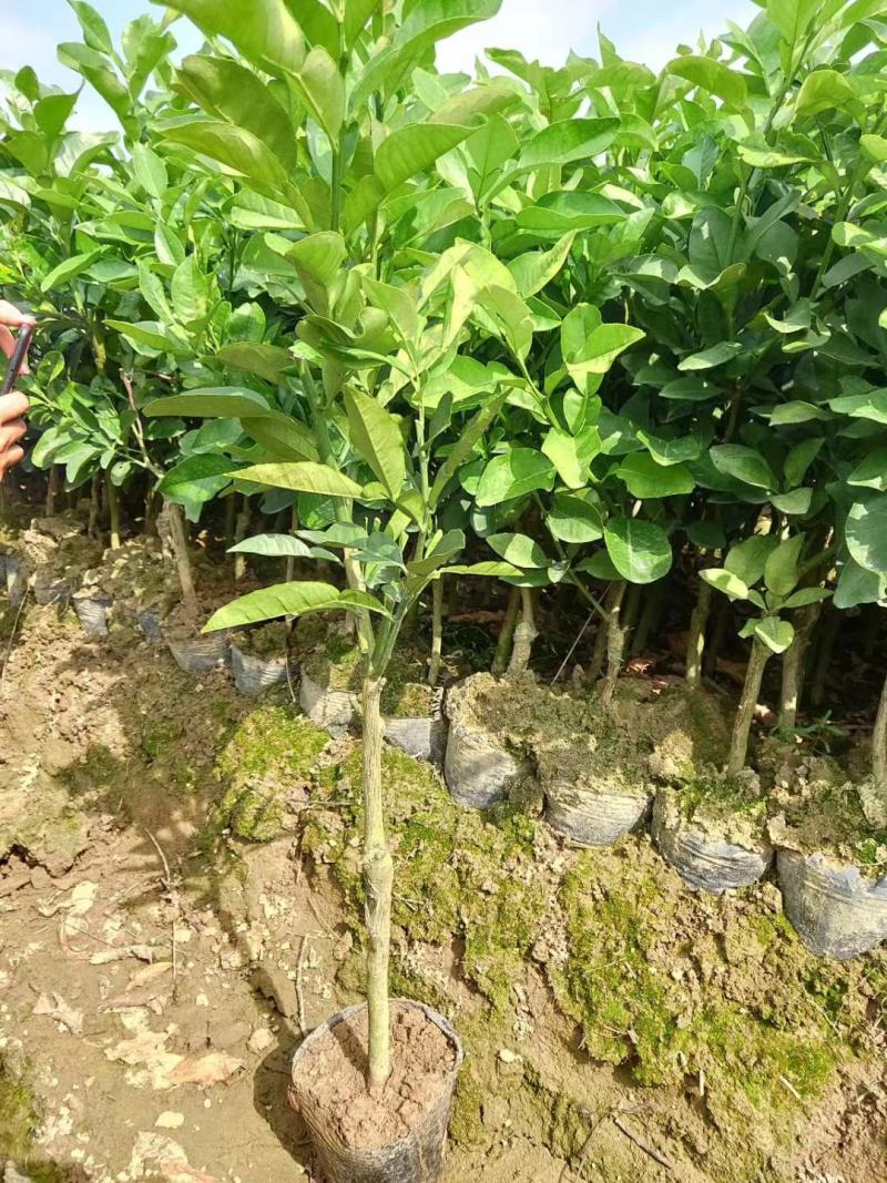 砂糖橘树苗丰产丰收皮薄无籽早熟砂糖橘杯苗