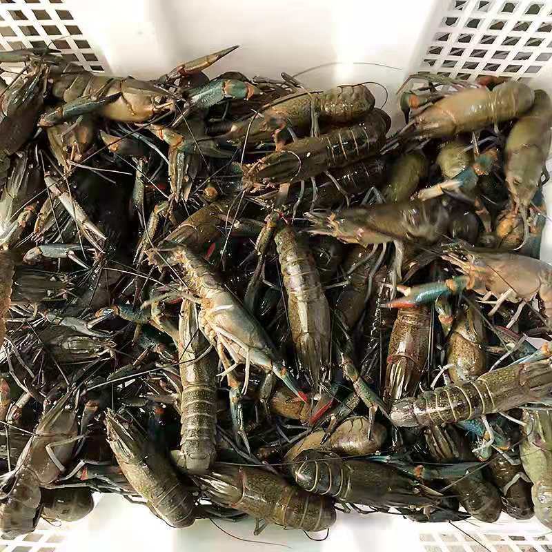 澳洲淡水龙虾苗全程技术跟踪支持品质保证