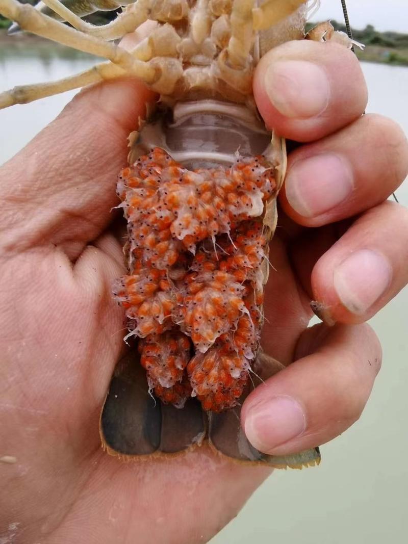 澳洲淡水龙虾苗全程技术跟踪支持品质保证