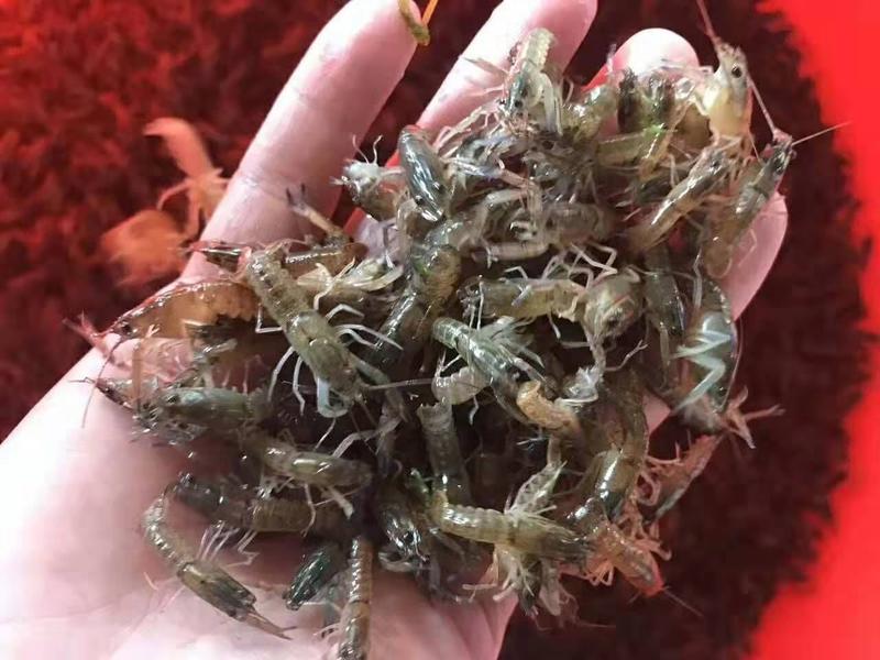 澳洲淡水龙虾苗全程技术跟踪支持品质保证