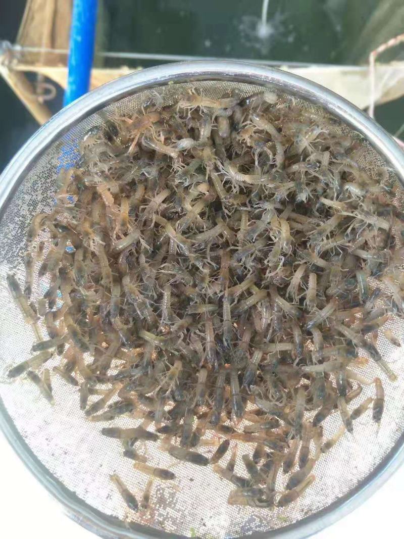 澳洲淡水龙虾苗全程技术跟踪支持品质保证