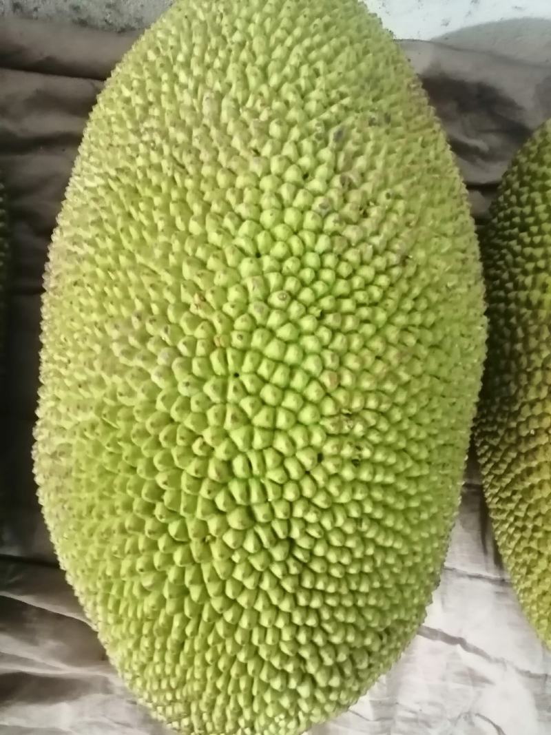海南正宗菠萝蜜香甜口感好