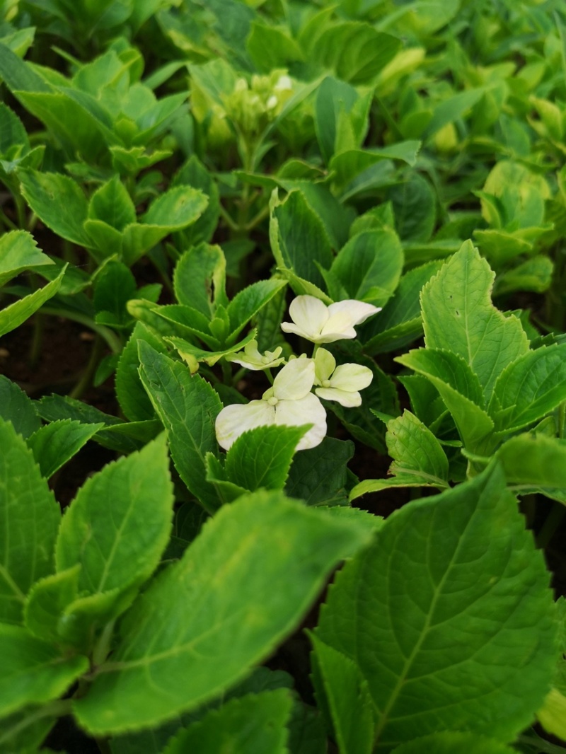 绣球苗又名无尽夏，八仙花基地直供质优价廉
