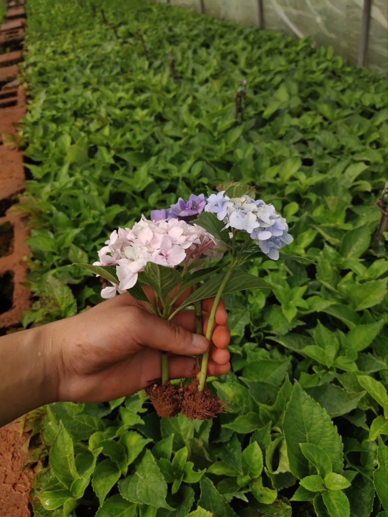 绣球苗又名无尽夏，八仙花基地直供质优价廉