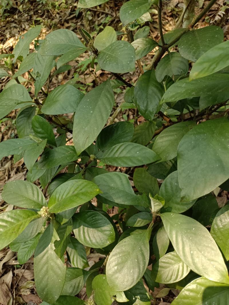 小驳骨草，驳骨九节，小功劳。下单现采。