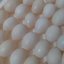 新鲜鸽蛋鸽子蛋白鸽蛋农家土鸽蛋粗粮喂养健康滋补