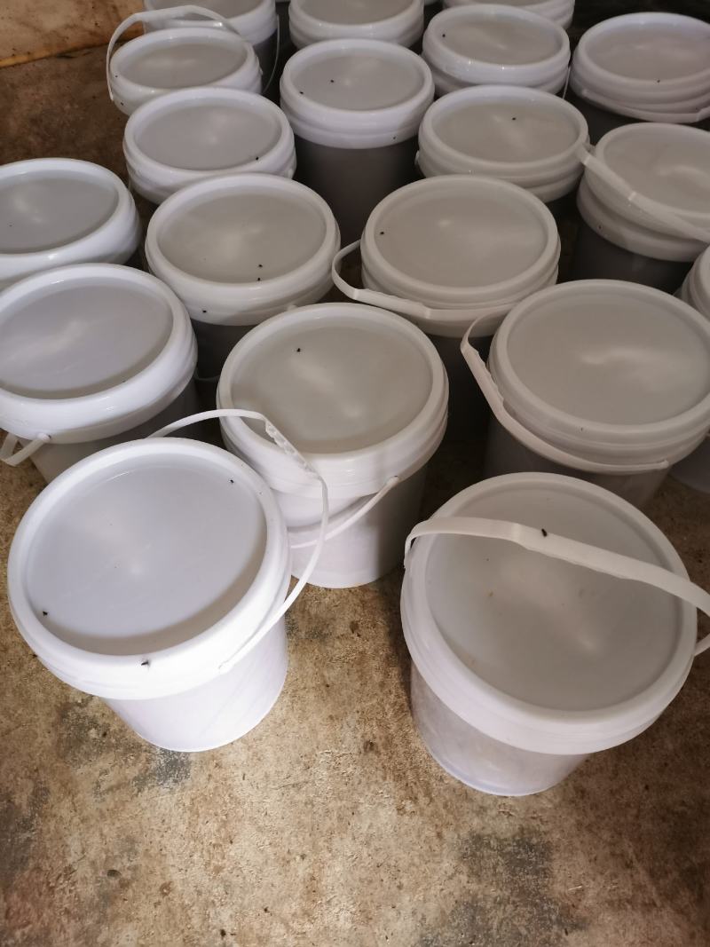 鱼虾鸡鸭猪增肥提高免疫力