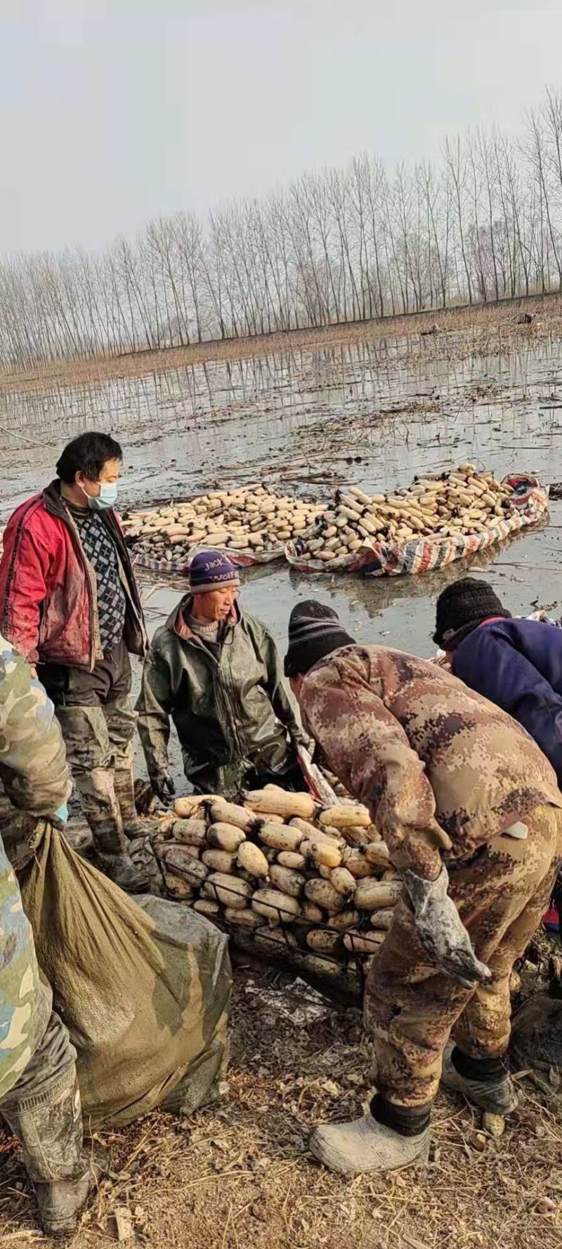 优质莲藕，山东鱼台莲藕，货源充足，量大从优