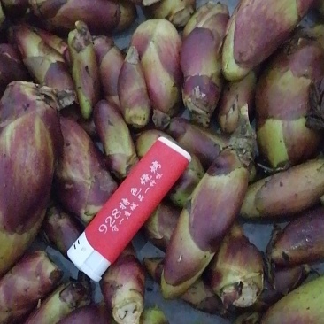 刺嫩牙，乌龙头，刺老炮