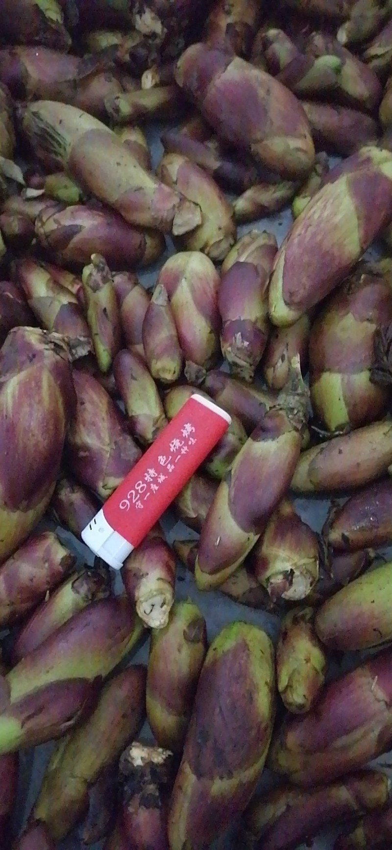 刺嫩牙，乌龙头，刺老炮