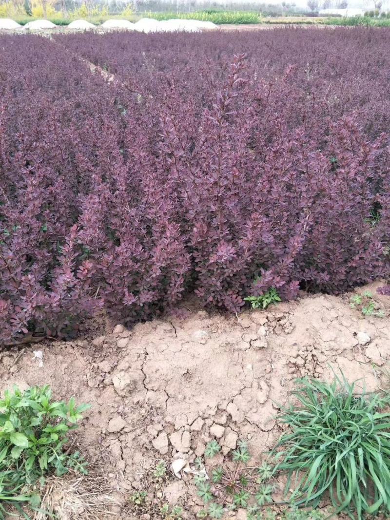 大量批发红叶小檗苗，红叶小檗工程苗，红叶小檗球精选