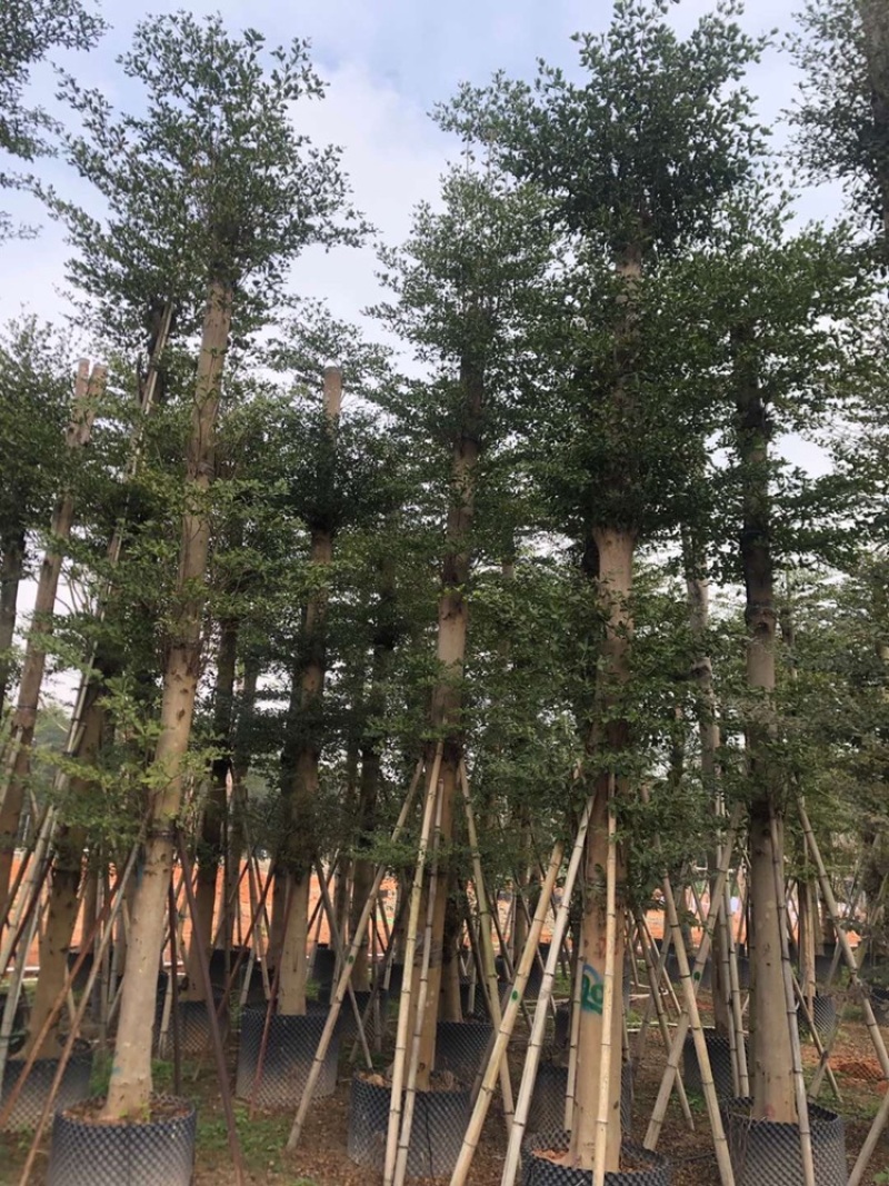 大量供应5公分到20公分，小叶榄仁骨架和光杆